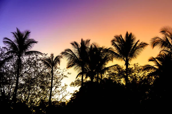 Kokosnussbaum Silhouette Mit Einem Bunten Sonnenuntergang Hintergrund — Stockfoto