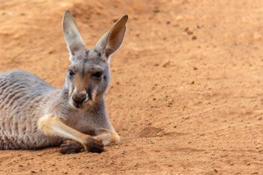 Doğu Gri Kanguru (Macropus Giganteus), Curious, on Sandy Beach, Pebbly Beach, New South Wales, Avustralya, Okyanusya