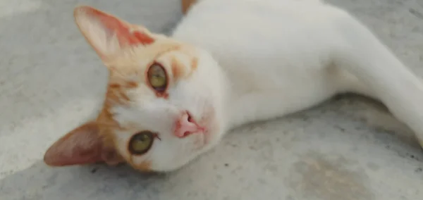 Gato Amarillo Blanco Muy Lindo Divertido — Foto de Stock