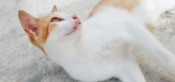 Sarı Beyaz Kedi Oynuyor — Stok fotoğraf