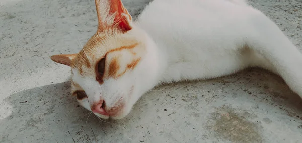 可愛い白い猫が寝てる — ストック写真