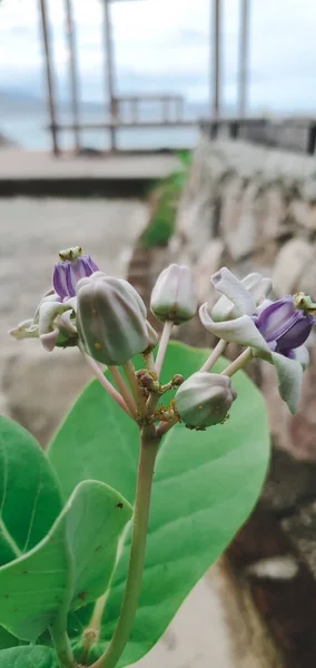 fotoğraf makrosu biduri ağacı çiçeği