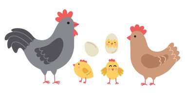 Tavuklardan oluşan bir ailenin vektör çizimi. Düz stili olan evcil kuşlar.