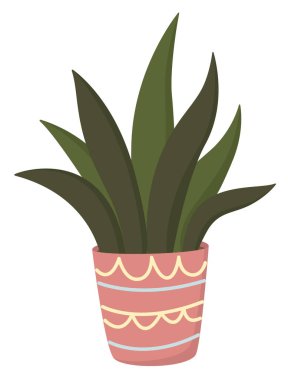 Saksıda büyüyen bir bitki. Pembe tencerede yeşil bir bitki