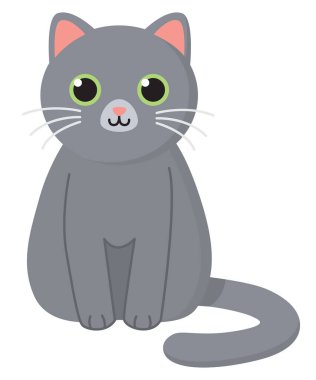 Oturma pozisyonunda sevimli bir kedi. Beyaz arka planda izole edilmiş yerli gri hayvan.