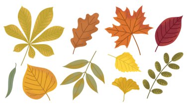Parlak sonbahar yaprakları beyaz arka planda izole. Akçaağaç, meşe ağacı, ginkgo, akasya, huş ağacı, ıhlamur ağacı, kestane yaprağı ile el çizimi.
