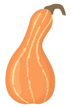 Sonbahar balkabağının el çizimi. Çizgili kabak beyaza izole edilmiş.