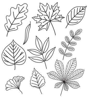 Ağaç yaprakları karalama tarzında. Siyah ve beyaz akçaağaç, meşe, kavak, huş ağacı, akasya yaprakları