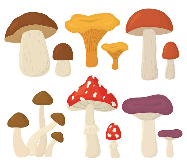 Set of autumn mushrooms isolated on white background. Collection with forest different mushrooms