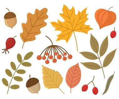 Güzel sonbahar yaprakları, meşe palamudu ve böğürtlen. Beyaz arkaplanda izole edilmiş sonbahar elementlerinin tasviri