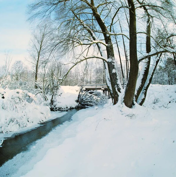 Piękny Krajobraz Pokrytymi Śniegiem Drzewami Lesie — Zdjęcie stockowe