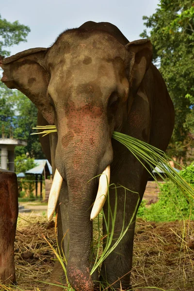 A kunki (trained captive elephant) is busy in munching grasses