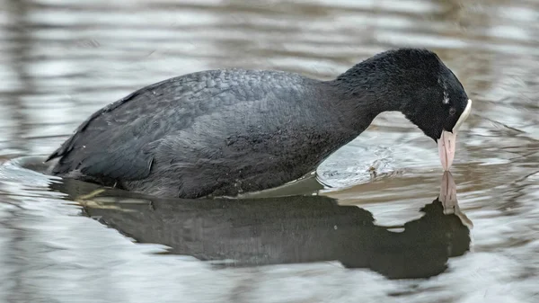 stock image ducks on the lake 2021 in winter