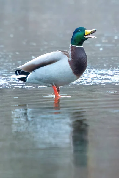 2021年冬季湖上的鸭子 — 图库照片