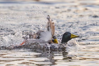 Kışın 2021 gölündeki ördekler