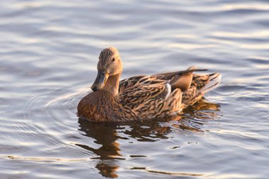 Kışın 2021 gölündeki ördekler