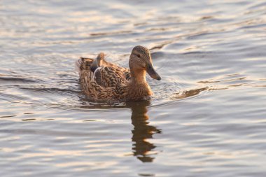 Kışın 2021 gölündeki ördekler