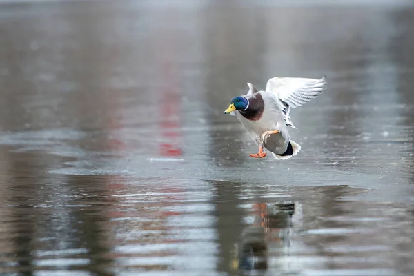 Kışın 2021 Gölündeki Ördekler — Stok fotoğraf