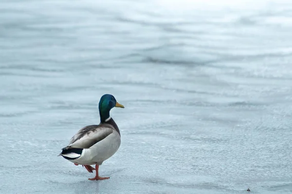 Kışın 2021 Gölündeki Ördekler — Stok fotoğraf