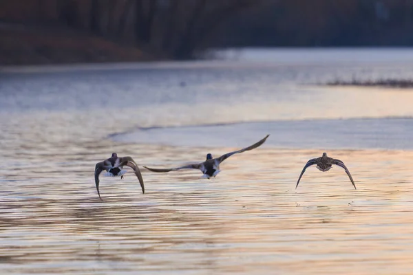 stock image ducks on the lake 2021 in winter