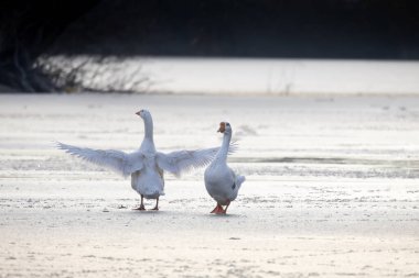 2025 gölündeki ördekler