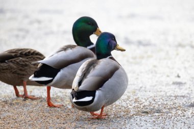 2025 gölündeki ördekler