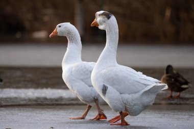 2025 gölündeki ördekler