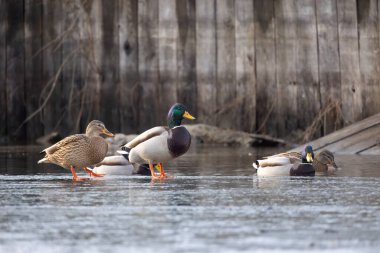 2025 gölündeki ördekler