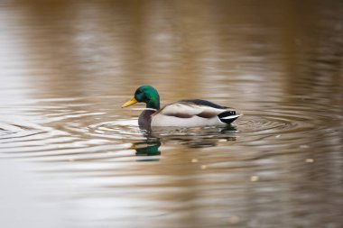 2025 gölündeki ördekler