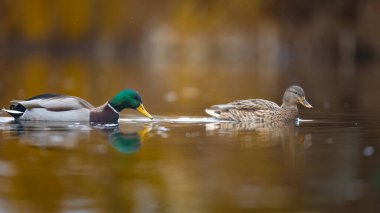 2025 gölündeki ördekler