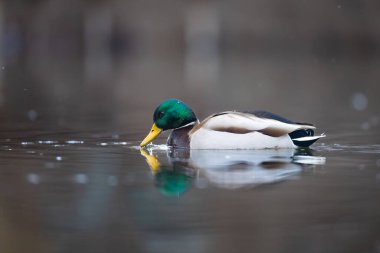 2025 gölündeki ördekler