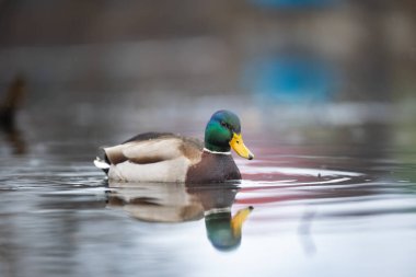 2025 gölündeki ördekler