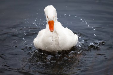 2025 gölündeki ördekler