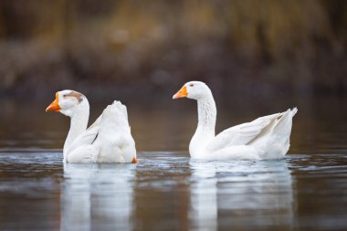 2025 gölündeki ördekler