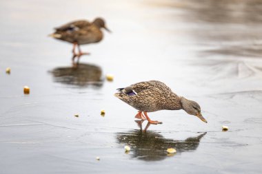 2025 gölündeki ördekler