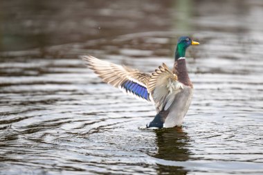 2025 gölündeki ördekler