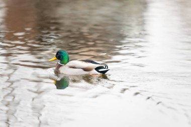 2025 gölündeki ördekler