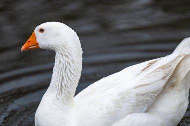 2025 gölündeki ördekler