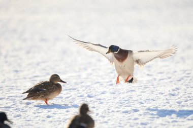 2025 gölündeki ördekler
