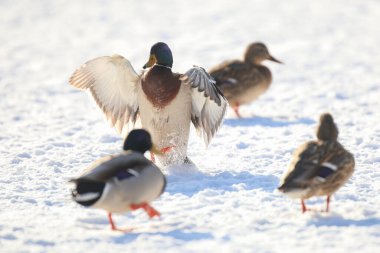 2025 gölündeki ördekler