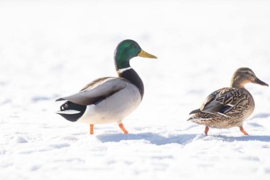 2025 gölündeki ördekler