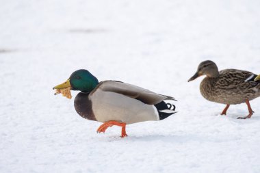 2025 gölündeki ördekler