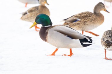 2025 gölündeki ördekler