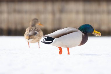 2025 gölündeki ördekler