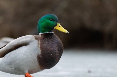 2025 gölündeki ördekler