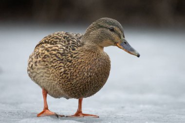 2025 gölündeki ördekler