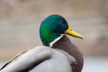 2025 gölündeki ördekler