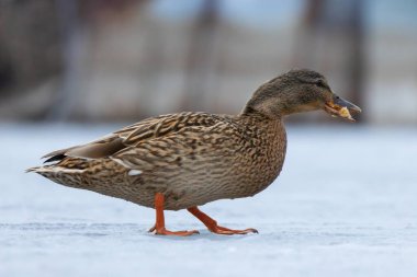 2025 gölündeki ördekler