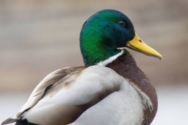 2025 gölündeki ördekler