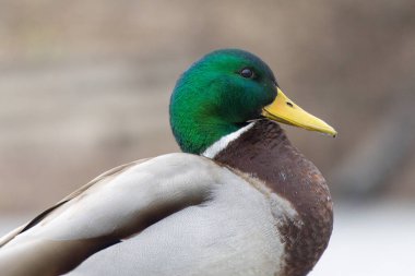 2025 gölündeki ördekler